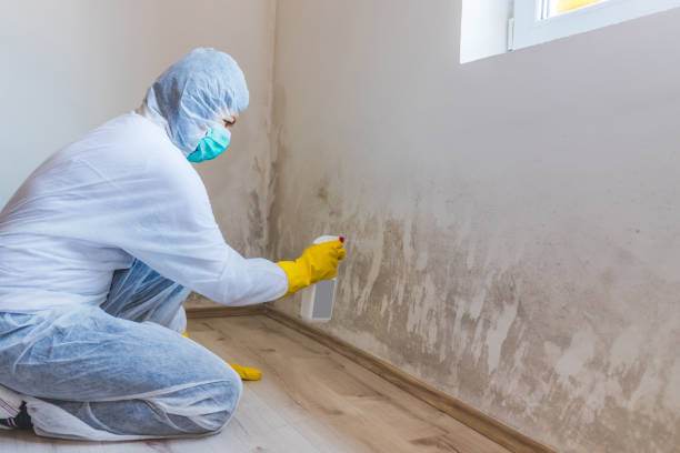 Black mold inspection in White Hall