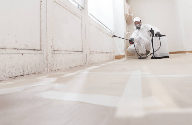 Black mold remediation team in White Hall